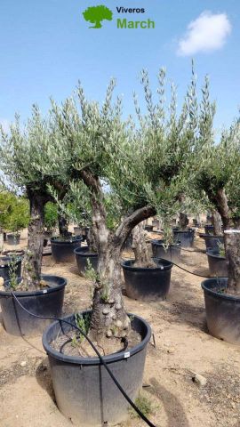 OLEA EUROPAEA - Tronco envejecido C130L/160L 50-60