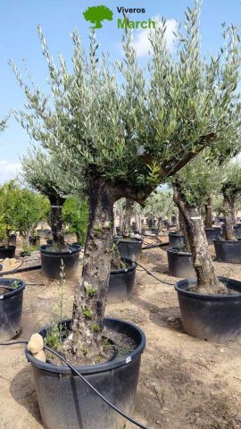 OLEA EUROPEA 130L/180L 50-60TR 190/230HT TR.VIEJO