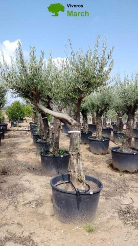 OLEA EUROPEA 130L/180L 50-60TR 190/230HT TR.VIEJO