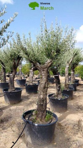 OLEA EUROPEA 130L/180L 50-60TR 190/230HT TR.VIEJO