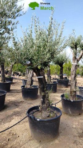 OLEA EUROPEA 130L/180L 50-60TR 190/230HT TR.VIEJO