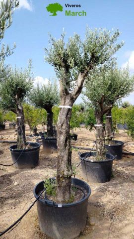 OLEA EUROPEA 130L/180L 50-60TR 190/230HT TR.VIEJO