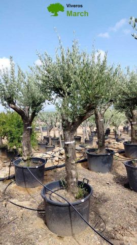 OLEA EUROPEA 130L/180L 50-60TR 190/230HT TR.VIEJO