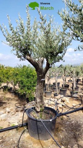 OLEA EUROPEA 130L/180L 50-60TR 190/230HT TR.VIEJO