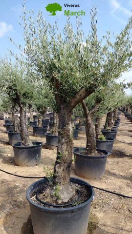 OLEA EUROPEA 130L/180L 50-60TR 190/230HT TR.VIEJO
