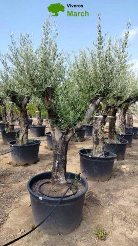 OLEA EUROPEA 130L/180L 50-60TR 190/230HT TR.VIEJO
