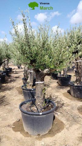 OLEA EUROPEA 130L/180L 50-60TR 190/230HT TR.VIEJO