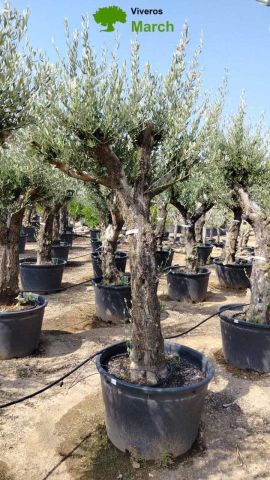 OLEA EUROPEA 130L/180L 50-60TR 190/230HT TR.VIEJO