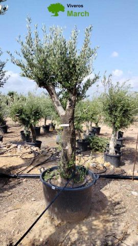 OLEA EUROPEA 130L/180L 50-60TR 190/230HT TR.VIEJO