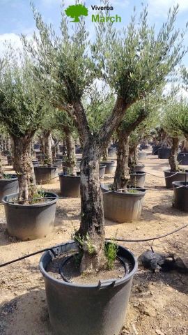 OLEA EUROPEA 130L/180L 50-60TR 190/230HT TR.VIEJO