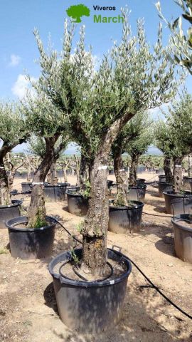 OLEA EUROPEA 130L/180L 50-60TR 190/230HT TR.VIEJO