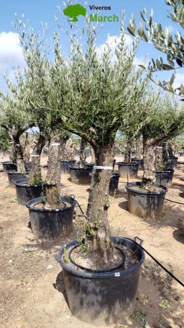 OLEA EUROPEA 130L/180L 50-60TR 190/230HT TR.VIEJO