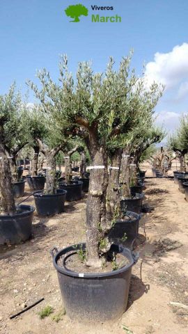 OLEA EUROPEA 130L/180L 50-60TR 190/230HT TR.VIEJO