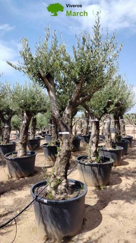 OLEA EUROPEA 130L/180L 50-60TR 190/230HT TR.VIEJO