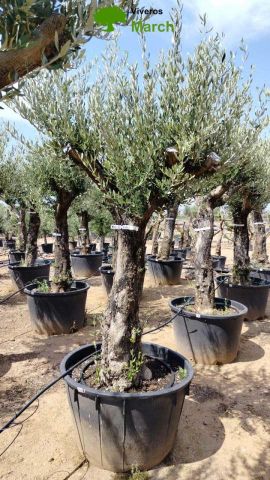 OLEA EUROPEA 130L/180L 50-60TR 190/230HT TR.VIEJO