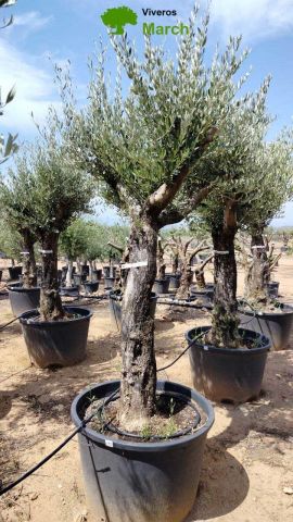 OLEA EUROPEA 130L/180L 50-60TR 190/230HT TR.VIEJO