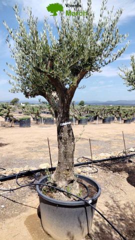 OLEA EUROPEA 130L/180L 50-60TR 190/230HT TR.VIEJO