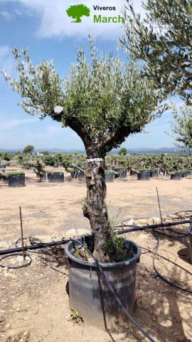 OLEA EUROPEA 130L/180L 50-60TR 190/230HT TR.VIEJO