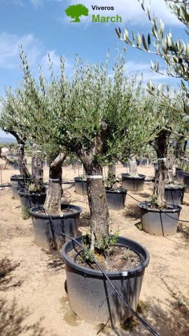 OLEA EUROPEA 130L/180L 50-60TR 190/230HT TR.VIEJO