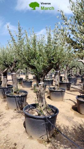 OLEA EUROPEA 130L/180L 50-60TR 190/230HT TR.VIEJO
