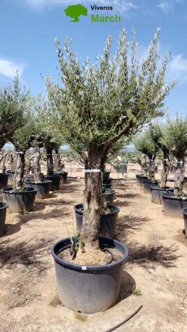 OLEA EUROPEA 130L/180L 50-60TR 190/230HT TR.VIEJO