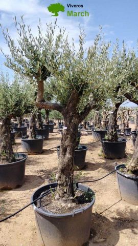 OLEA EUROPEA 130L/180L 50-60TR 190/230HT TR.VIEJO