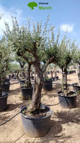 OLEA EUROPEA 130L/180L 50-60TR 190/230HT TR.VIEJO