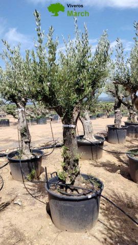 OLEA EUROPEA 130L/180L 50-60TR 190/230HT TR.VIEJO