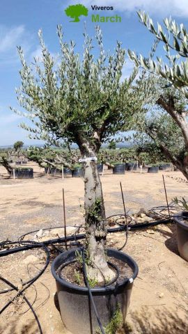 OLEA EUROPEA 130L/180L 50-60TR 190/230HT TR.VIEJO