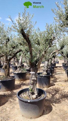 OLEA EUROPEA 130L/180L 50-60TR 190/230HT TR.VIEJO
