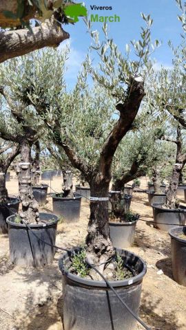 OLEA EUROPEA 130L/180L 50-60TR 190/230HT TR.VIEJO