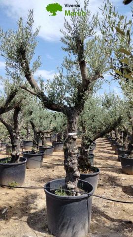 OLEA EUROPEA 130L/180L 50-60TR 190/230HT TR.VIEJO