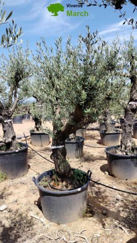 OLEA EUROPEA 130L/180L 50-60TR 190/230HT TR.VIEJO
