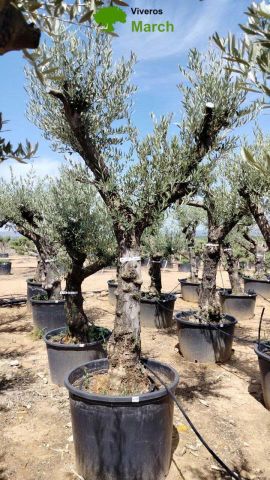 OLEA EUROPEA 130L/180L 50-60TR 190/230HT TR.VIEJO