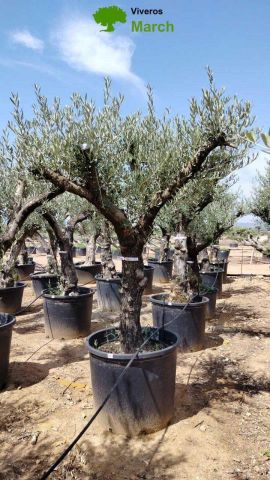 OLEA EUROPEA 130L/180L 50-60TR 190/230HT TR.VIEJO