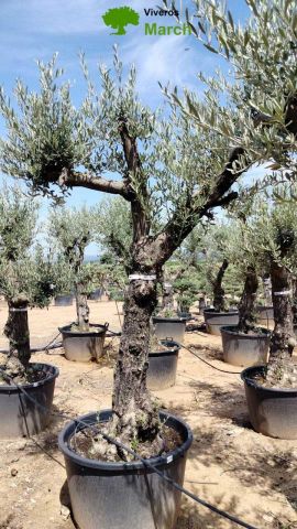 OLEA EUROPEA 130L/180L 50-60TR 190/230HT TR.VIEJO