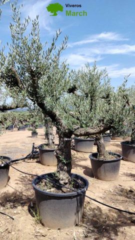 OLEA EUROPEA 130L/180L 50-60TR 190/230HT TR.VIEJO