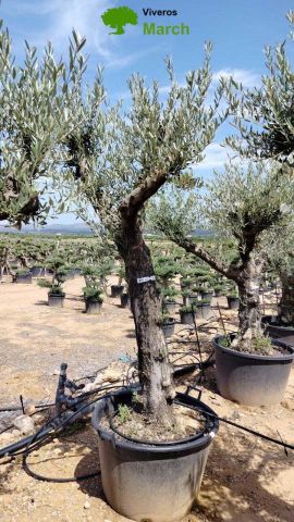OLEA EUROPEA 130L/180L 50-60TR 190/230HT TR.VIEJO