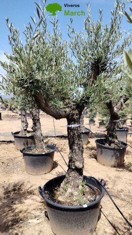 OLEA EUROPEA 130L/180L 50-60TR 190/230HT TR.VIEJO
