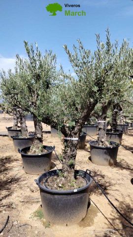 OLEA EUROPEA 130L/180L 50-60TR 190/230HT TR.VIEJO