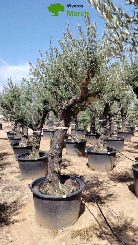 OLEA EUROPEA 130L/180L 50-60TR 190/230HT TR.VIEJO