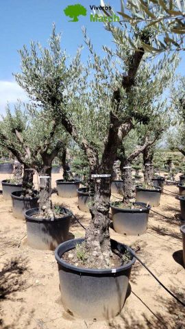 OLEA EUROPAEA - Tronco envejecido C130L 50/60 HT16