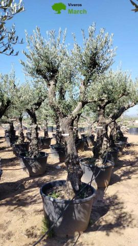 OLEA EUROPAEA - Tronco envejecido C130L 50/60 HT16
