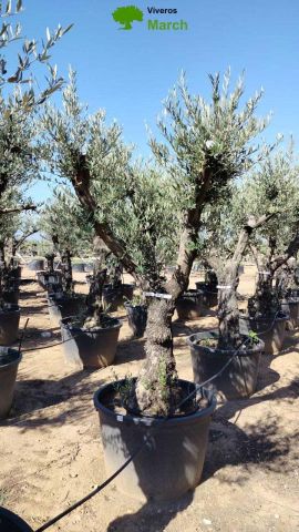 OLEA EUROPAEA - Tronco envejecido C130L 50/60 HT16