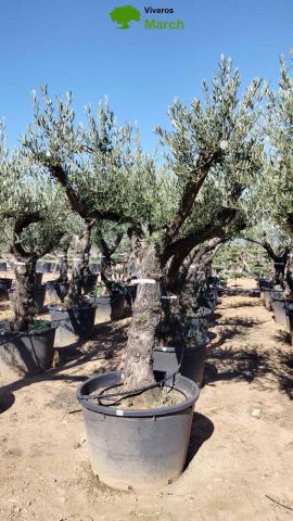 OLEA EUROPAEA - Tronco envejecido C130L 50/60 HT16