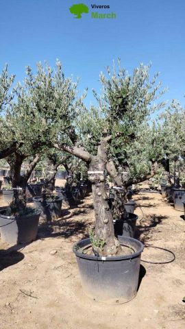 OLEA EUROPAEA - Tronco envejecido C130L 50/60 HT16
