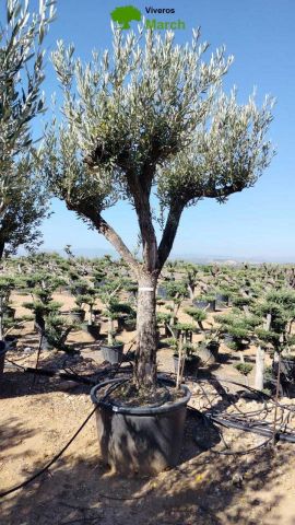 OLEA EUROPAEA - Tronco envejecido C130L 50/60 HT16