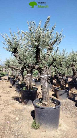 OLEA EUROPAEA - Tronco envejecido C130L 50/60 HT16