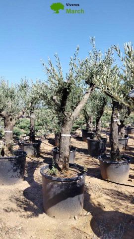 OLEA EUROPAEA - Tronco envejecido C130L 50/60 HT16