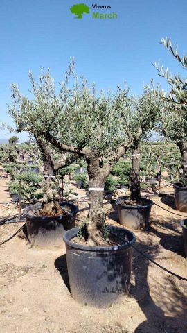 OLEA EUROPAEA - Tronco envejecido C130L 50/60 HT16